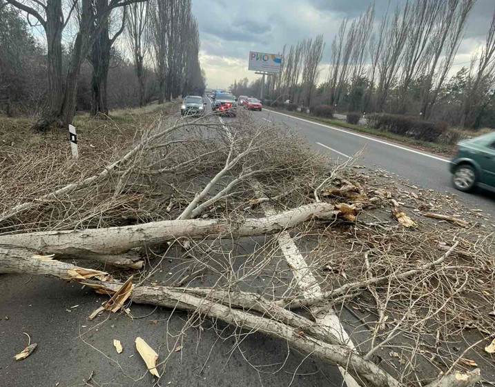 Երևան-Սևան ավտոճանապարհին ծառը տապալվել է․ վնասվել է երկու մեքենա (լուսանկար)