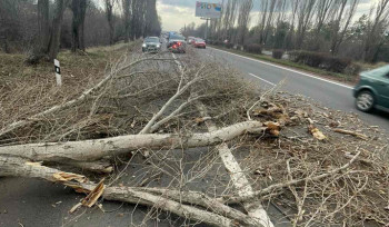 Երևան-Սևան ավտոճանապարհին ծառը տապալվել է․ վնասվել է երկու մեքենա (լուսանկար)