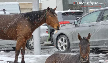 Երևանում ձին և վիրավոր քուռակը անօգնական վիճակում հայտնվել են փողոցում