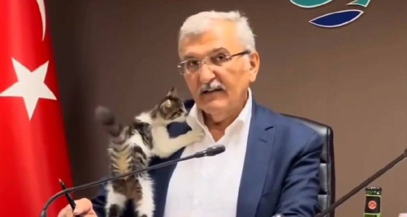 Քննարկման ժամանակ կատուն բարձրացել է թուրք քաղաքական գործչի վրա (տեսանյութ, լուսանկարներ)