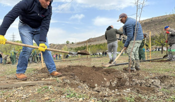 6000+ ծառ Երևանում․ Արսեն Թորոսյանը մասնակցել է ծառատունկի