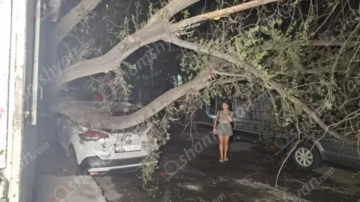 Երևանում հսկայական ծառը արմատախիլ է եղել ու տապալվել՝ ընկնելով մեքենաների վրա