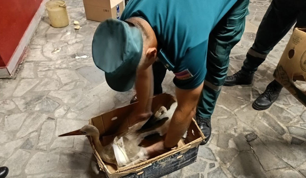 Քաղաքացին վիրավոր արագիլ է հայտնաբերել