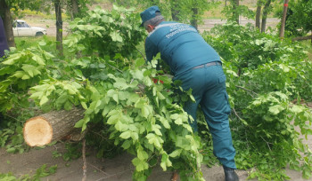 Երևան-Մեղրի ավտոճանապարհին ծառի ճյուղը կոտրվել և ընկել է քաղաքացու վրա. նա տեղում մահացել է