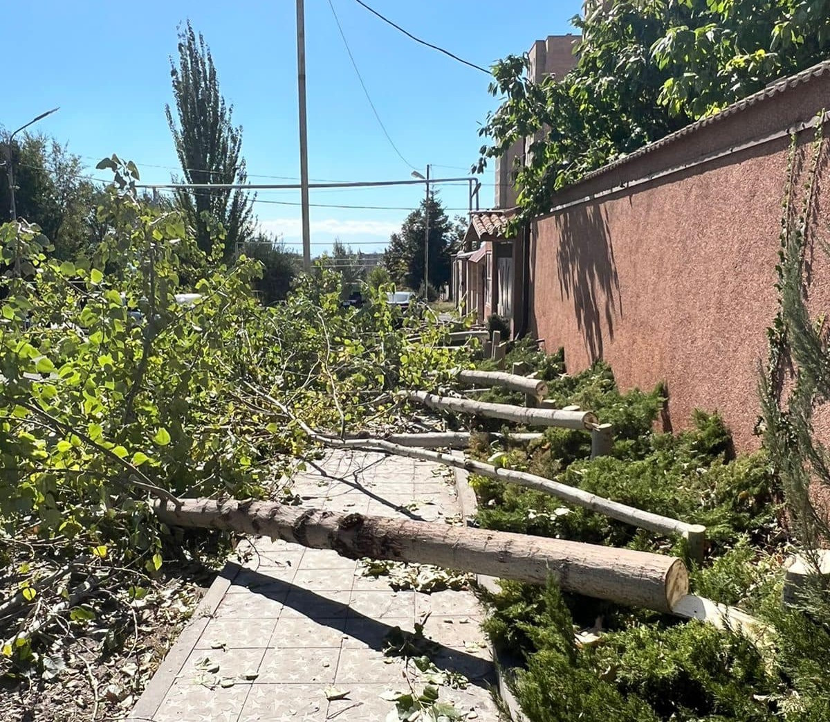 Դավթաշենում քաղաքացին անհայտ հանգամանքներում հատել է 45 բարդի