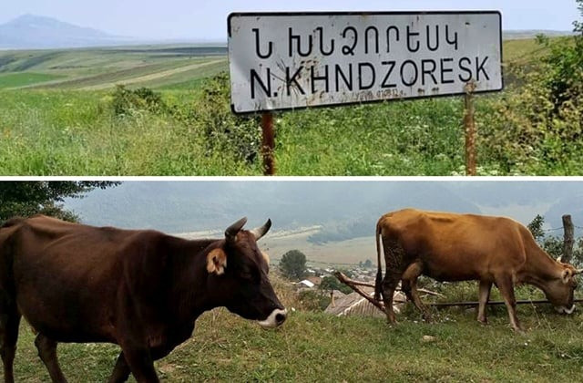Կովերն անցել են թշնամու տարածք, 2-ը ադրբեջանական կողմը չի տվել. Ներքին Խնձորեսկի բնակիչ