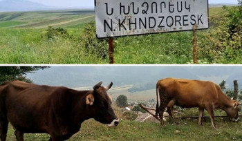 Կովերն անցել են թշնամու տարածք, 2-ը ադրբեջանական կողմը չի տվել. Ներքին Խնձորեսկի բնակիչ
