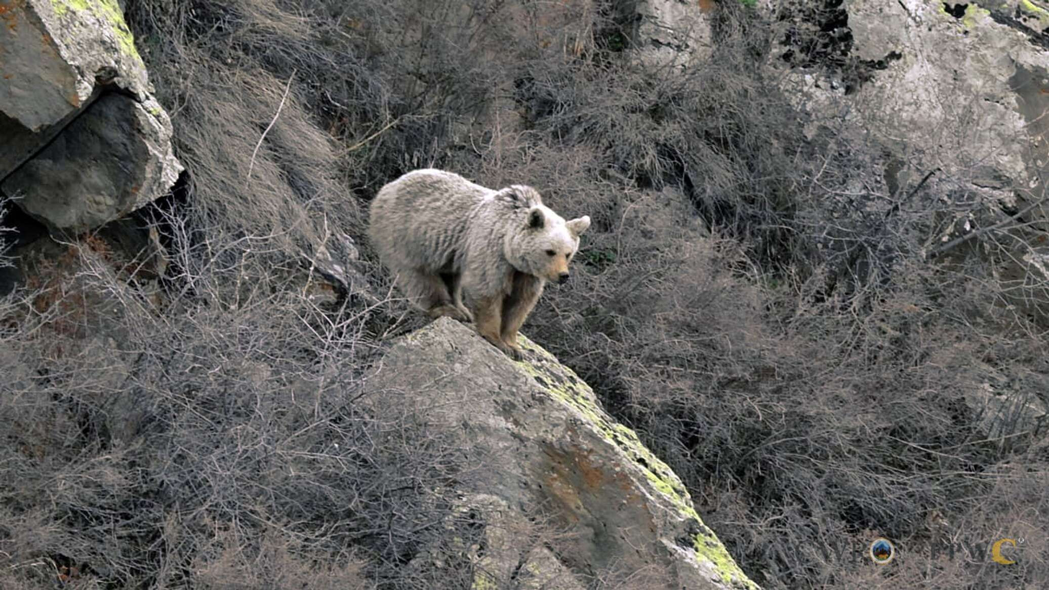 «Հրազդան» մարզադաշտի հարակից շուկայում թարմ մորթած արջեր են վաճառել