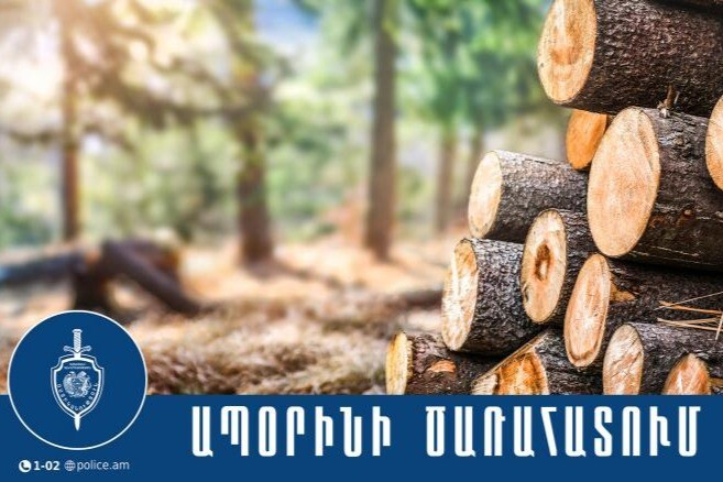 Քրեական վարույթ է նախաձեռնվել Տավուշում 18 կանգուն ծառ հատելու փաստով