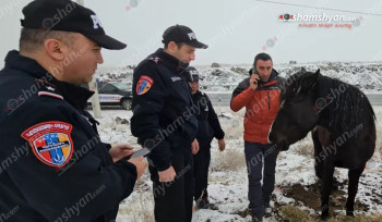 Անօգնական ու վիրավոր ձիու տերը Ռուսաստանից վերադարձել ու օդանավակայանից գնացել է ձիու մոտ (լուսանկարներ)