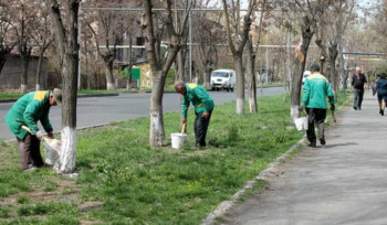 Փետրվարից Երևանում տնկվել են 250 մշտադալար հասուն ծառատեսակներ, հիմնականում՝ սոճիներ և եղևնիներ. ՀՈԱԿ