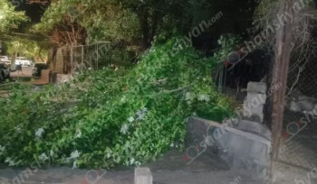 Արտակարգ դեպք՝ Երևանում․ ծառի հսկայական ճյուղը պոկվել և տապալվել է՝ վնասելով էլեկտրալարեր
