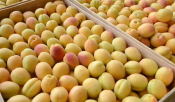 Հունիսի 1-ից հուլիսի 13-ը ՌԴ է մտել հայկական ծիրանով բարձված 1775 բեռնատար. Պապոյան