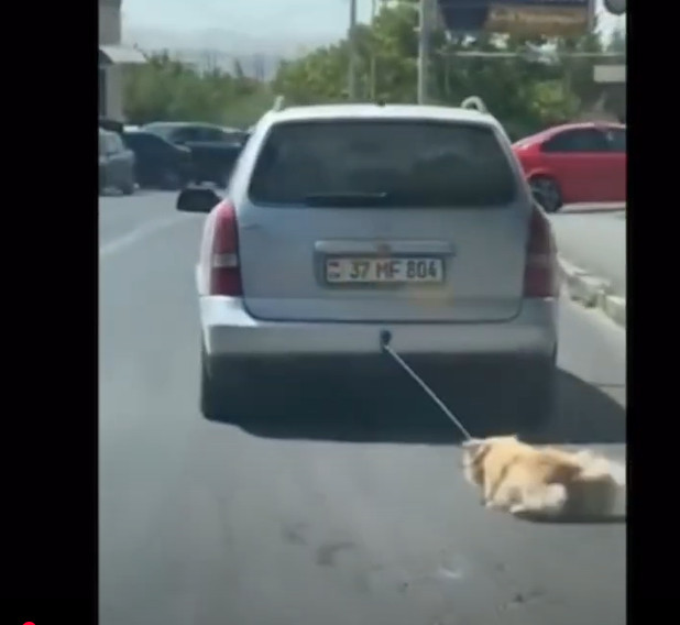 Շանը մեքենային կապած երթևեկող վարորդը ձերբակալվել է․ ՆԳՆ ոստիկանություն