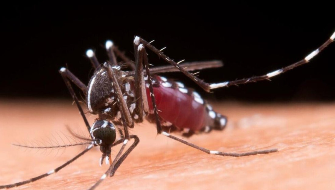 Չինաստանում մեկ շաբաթում չիկունգունյա տենդի 3153 դեպք է հայտնաբերվել