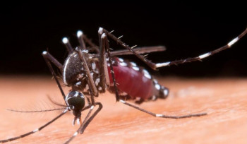 Չինաստանում մեկ շաբաթում չիկունգունյա տենդի 3153 դեպք է հայտնաբերվել