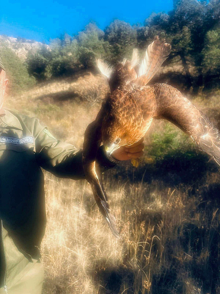 Առգրավված թռչունը բաց է թողնվել Ջերմուկի անտառներ. ԲԸՏՄ