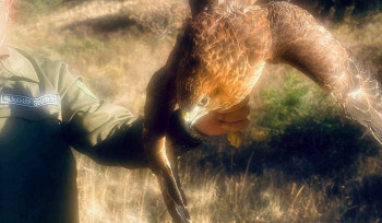 Առգրավված թռչունը բաց է թողնվել Ջերմուկի անտառներ. ԲԸՏՄ