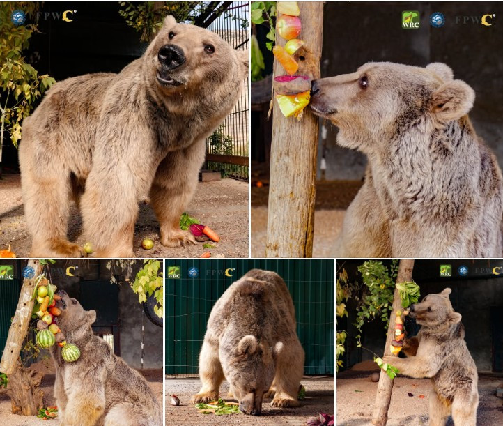 Գորշ արջը փրկվել է Հանքավանի հյուրանոցային համալիրներից մեկից