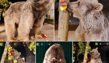 Գորշ արջը փրկվել է Հանքավանի հյուրանոցային համալիրներից մեկից