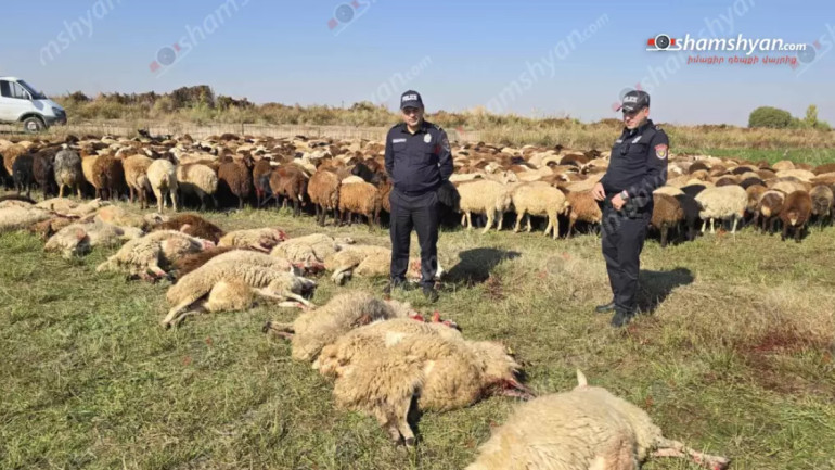 Արմավիրի մարզում 10 հազար վոլտ էլեկտրալարի կտրման պատճառով 3 եղբայրներին պատկանող ոչխարներից 36-ը հոսանքահարվել ու uատկել են