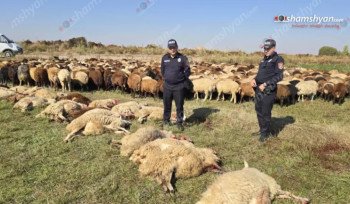 Արմավիրի մարզում 10 հազար վոլտ էլեկտրալարի կտրման պատճառով 3 եղբայրներին պատկանող ոչխարներից 36-ը հոսանքահարվել ու uատկել են