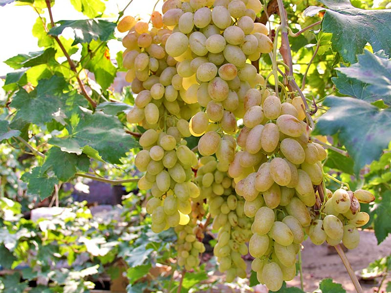 Խաղողի «Արենի» և «Ոսկեհատ» սորտերի մթերում իրականացնող տնտեսվարողներին Կառավարությունն աջակցություն կտրամադրի