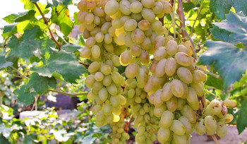 Խաղողի «Արենի» և «Ոսկեհատ» սորտերի մթերում իրականացնող տնտեսվարողներին Կառավարությունն աջակցություն կտրամադրի