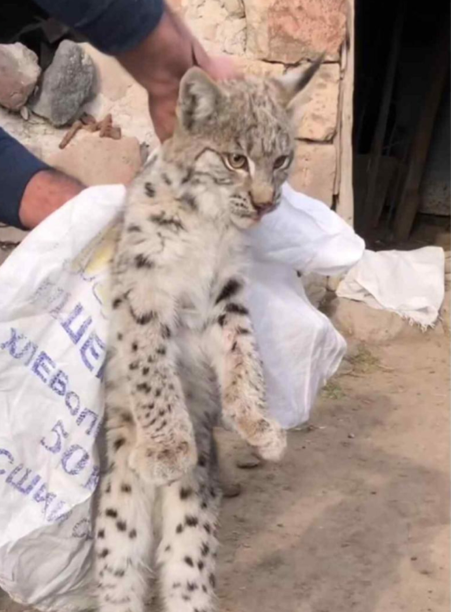 Շիրակի մարզում հայտնաբերված լուսանը տեղափոխվել է Երևանի համապատասխան կենտրոն