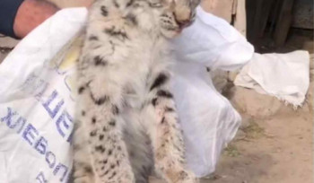 Շիրակի մարզում հայտնաբերված լուսանը տեղափոխվել է Երևանի համապատասխան կենտրոն