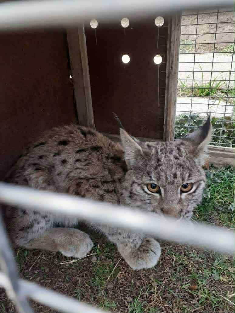 Բագրավանում հայտնաբերված հյուծված լուսանի ձագը տեղափոխվել է Երևանի կենդանաբանական այգի. ԲԸՏՄ