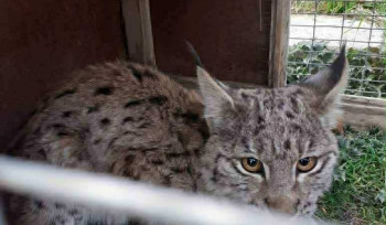 Բագրավանում հայտնաբերված հյուծված լուսանի ձագը տեղափոխվել է Երևանի կենդանաբանական այգի. ԲԸՏՄ