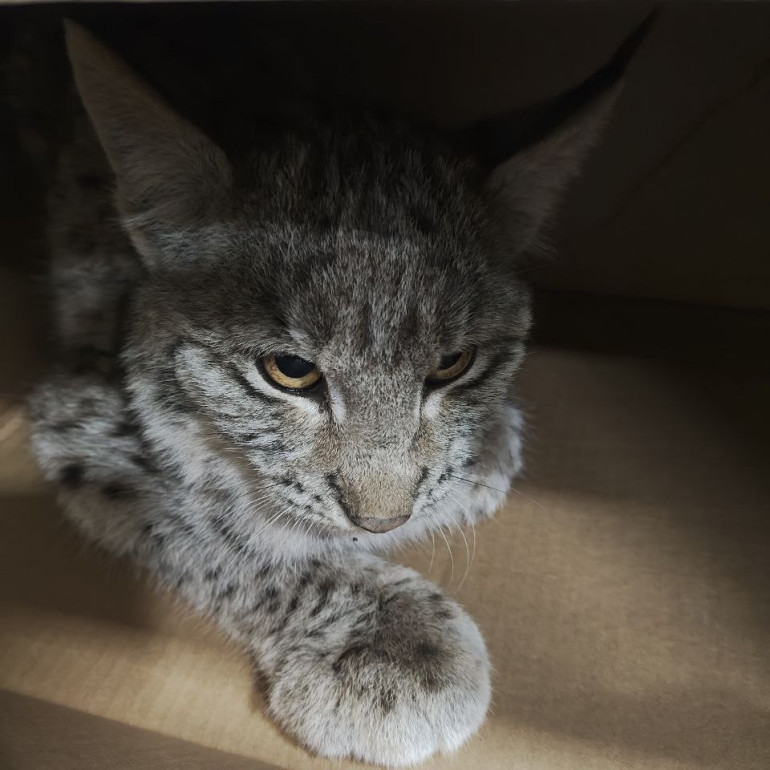 Հայտնաբերված լուսանը Կենդանաբանական այգի տեղափոխվելուց մոտ մեկ ժամ անց шնկել է