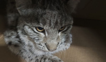 Հայտնաբերված լուսանը Կենդանաբանական այգի տեղափոխվելուց մոտ մեկ ժամ անց шնկել է