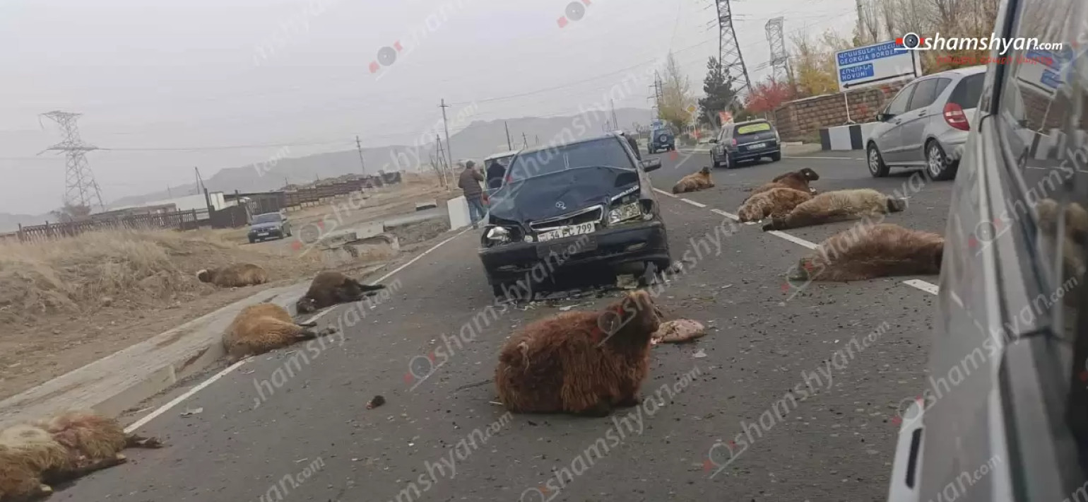Շիրակում «Mercedes»-ը բախվել է ճանապարհի երթևեկելի հատվածում հայտնված ոչխարի հոտին