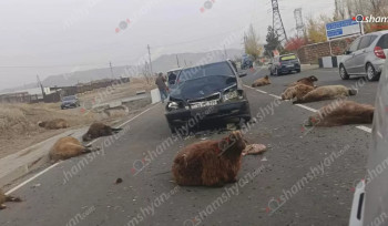 Շիրակում «Mercedes»-ը բախվել է ճանապարհի երթևեկելի հատվածում հայտնված ոչխարի հոտին