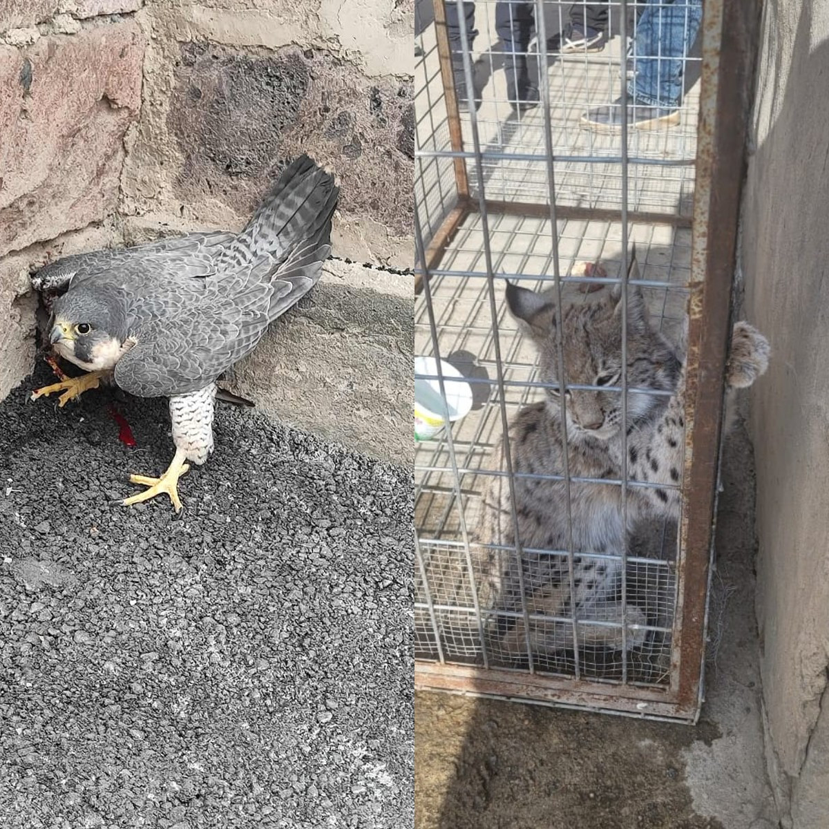 «Սապսան» տեսակի բազեն տեղափոխվել է բուժման, իսկ լուսանը բաց է թողնվել վայրի բնություն․ ԲԸՏՄ