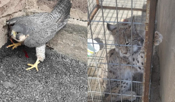 «Սապսան» տեսակի բազեն տեղափոխվել է բուժման, իսկ լուսանը բաց է թողնվել վայրի բնություն․ ԲԸՏՄ