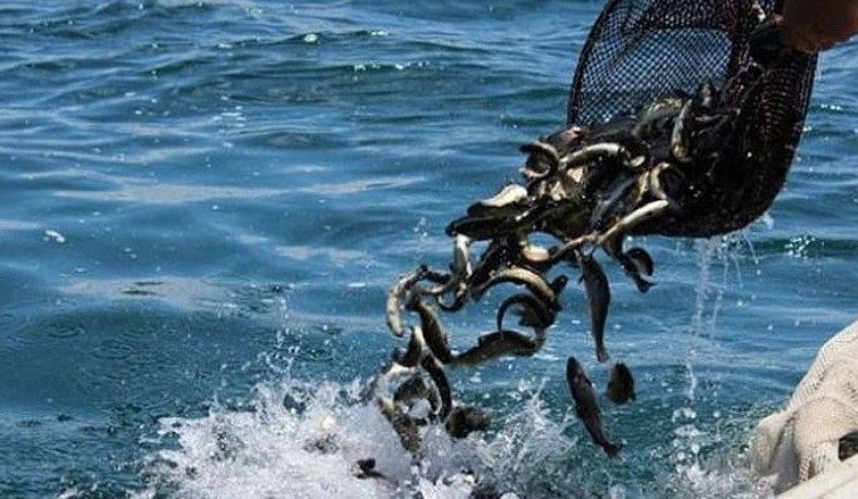 2025 թվականի նոյեմբերի 20-ից մինչև 2026 թվականի փետրվարի 1-ը Սևանա լճում խստիվ արգելվում է սիգի արդյունագործական որսը