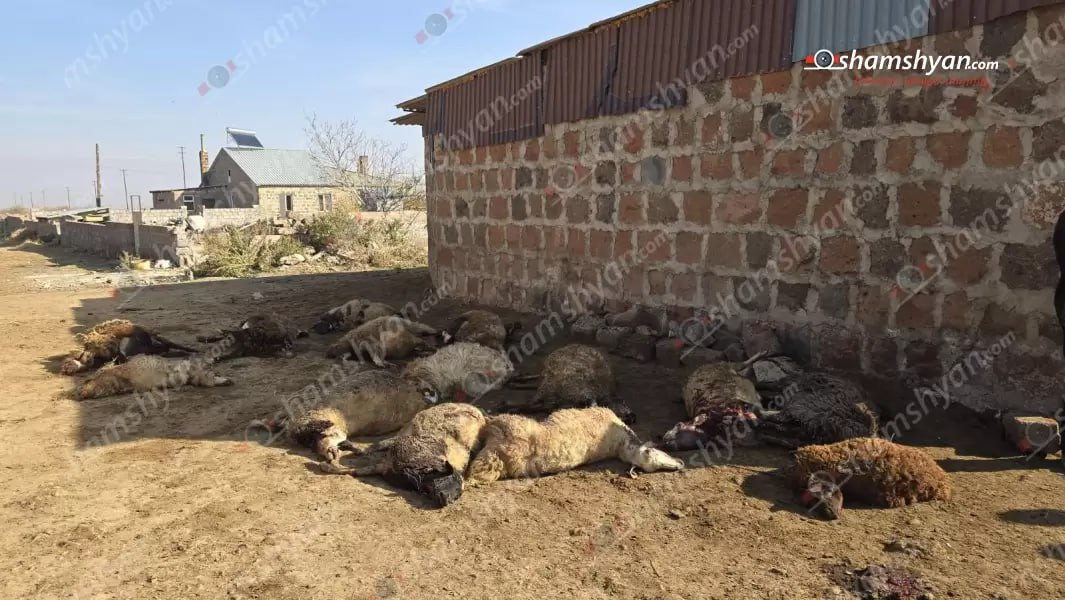 Գայլերի ոհմակը Արգինա գյուղում հոշոտել է բազմազավակ ընտանիքին և մի քանի գյուղացիներին պատկանող 43 ոչխարների