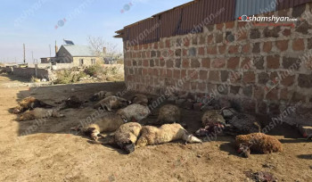 Գայլերի ոհմակը Արգինա գյուղում հոշոտել է բազմազավակ ընտանիքին և մի քանի գյուղացիներին պատկանող 43 ոչխարների