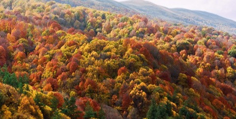 Ահազանգ է ստացվել, որ քաղաքացին մոլորվել է Դիլիջան համայնքի անտառում․ ՆԳՆ ՓԾ