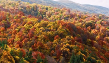 Ահազանգ է ստացվել, որ քաղաքացին մոլորվել է Դիլիջան համայնքի անտառում․ ՆԳՆ ՓԾ