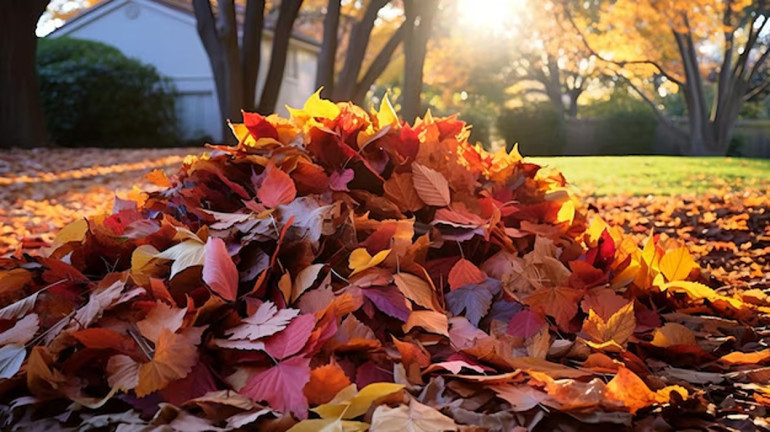 Տերևաթափից առաջացած թափոններն այրելն արգելվում է օրենքով. ԲԸՏՄ