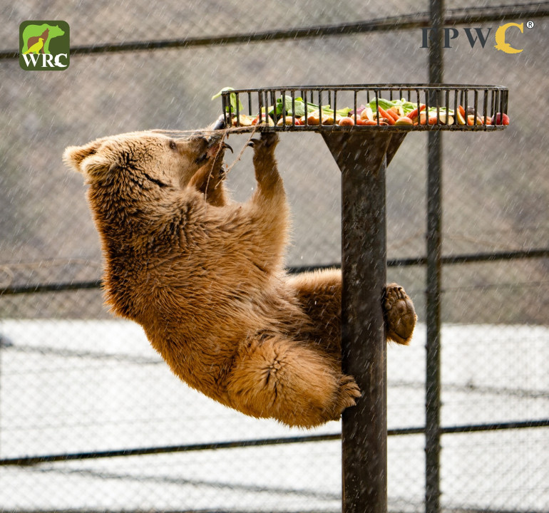 Նանար անունով արջը Ծաղկաձորի ռեստորանից տեղափոխվել է Վայրի կենդանիների փրկարար կենտրոն