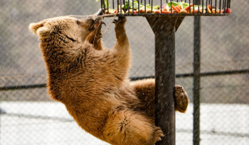 Նանար անունով արջը Ծաղկաձորի ռեստորանից տեղափոխվել է Վայրի կենդանիների փրկարար կենտրոն