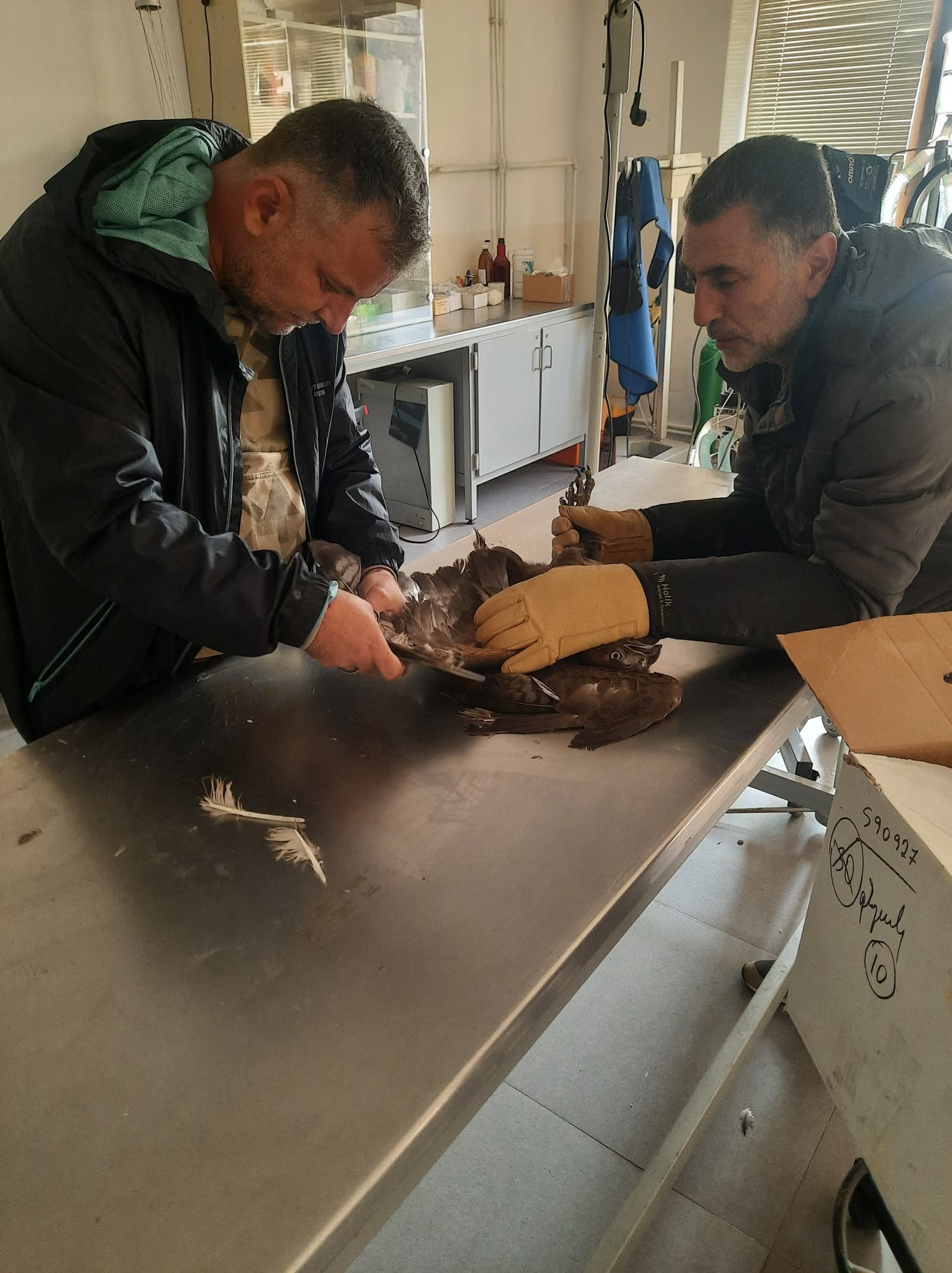 ՀՀ Կարմիր գրքում գրանցված արծիվը տեղափոխվել է Երևանի կենդանաբանական այգի. ԲԸՏՄ