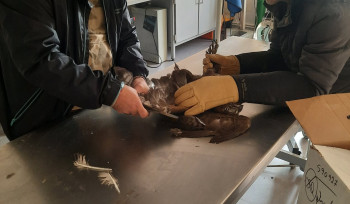 ՀՀ Կարմիր գրքում գրանցված արծիվը տեղափոխվել է Երևանի կենդանաբանական այգի. ԲԸՏՄ