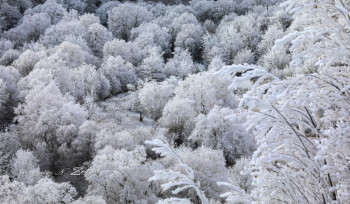 Վայքի, Սիսիանի, Գորիսի, Կապանի, Մեղրիի տարածաշրջաններում ձյուն է տեղում