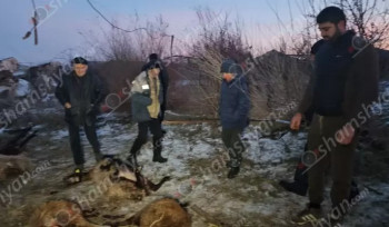 Քարակերտում գայլերը հոշոտել են գյուղացուն պատկանող մոտ 60 գլուխ ոչխարները